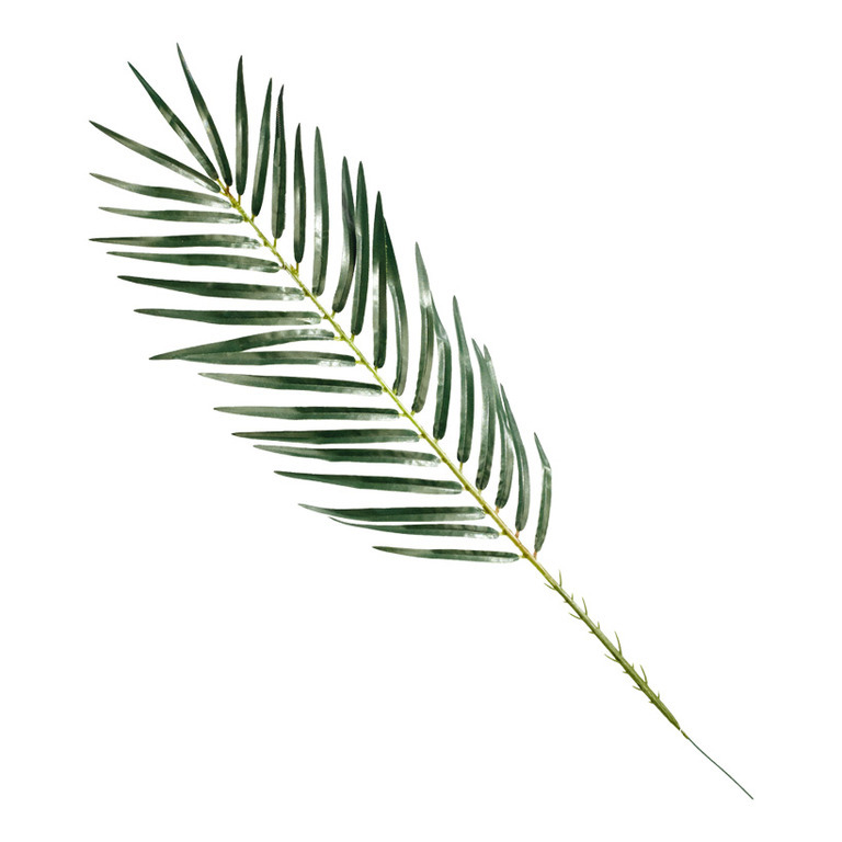 Palm leaf