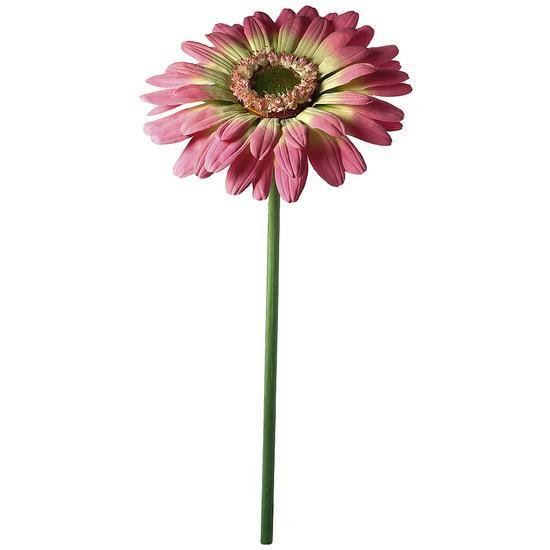 Giant Gerbera