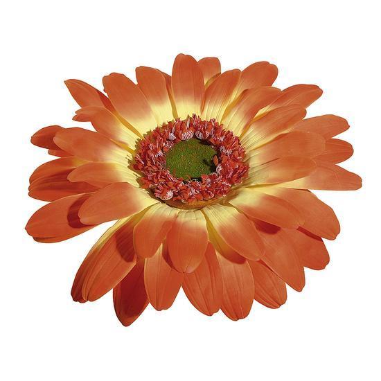 Giant Gerbera blossom