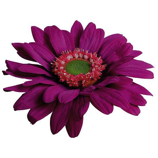 Giant Gerbera blossom, 