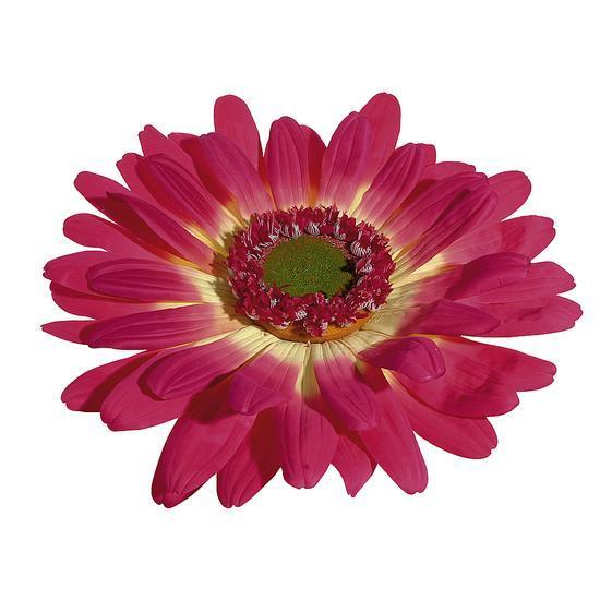 Giant Gerbera blossom, 