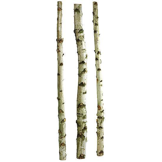 XXL Birch trunks