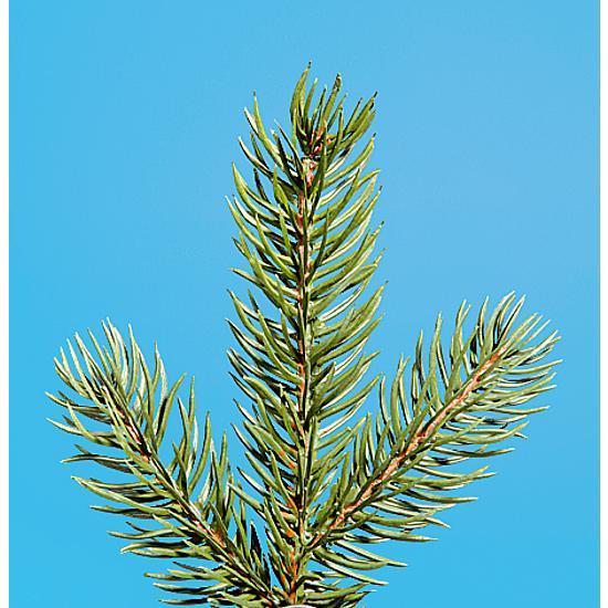 Fir tree