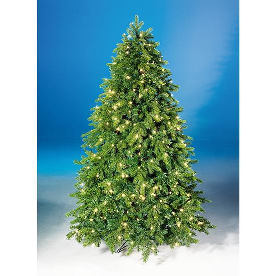 Spruce fir tree with light