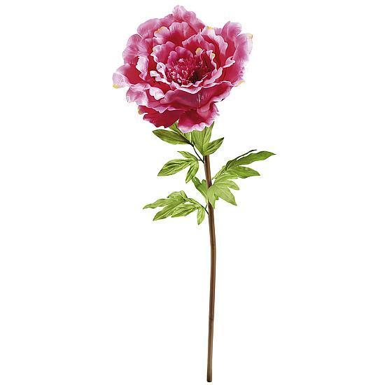 XXL Peony