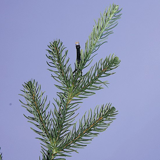 Norway spruce with LED