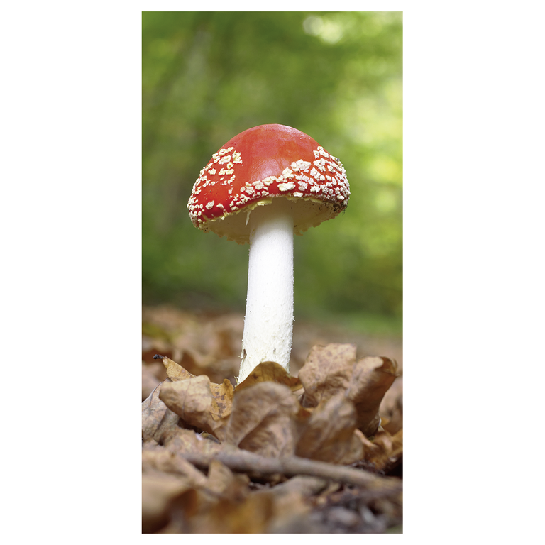 "Banner fly agaric 100x200cm"