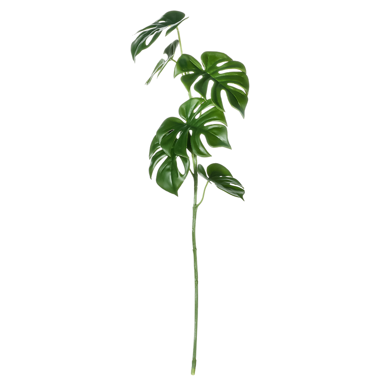 Philodendron  Zweig