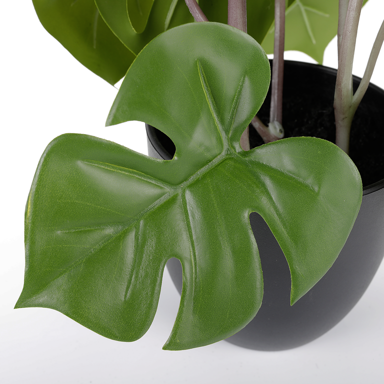 Philodendron  in  schwarzen  Kunststoff