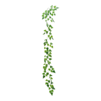 Birch leaf garland,