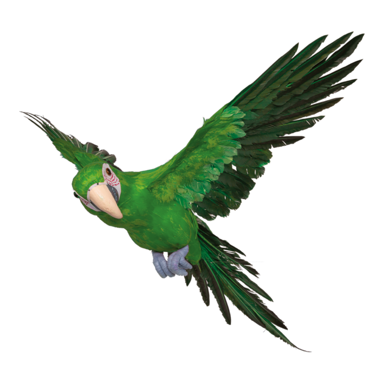 Parrot, flying,