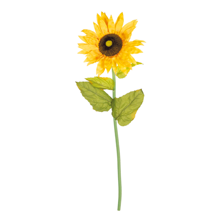 Sunflower on stem,