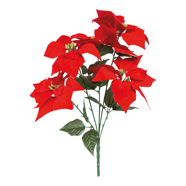 Poinsettia bunch,