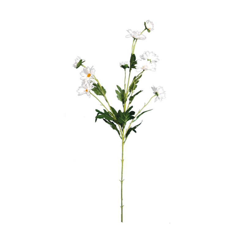 Marguerite spray,