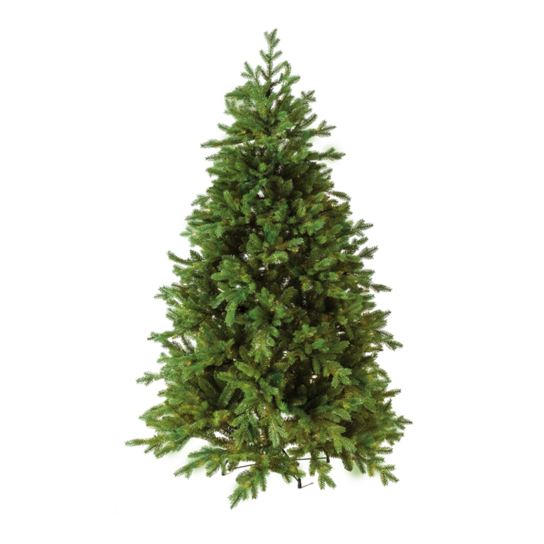 Noble fir,