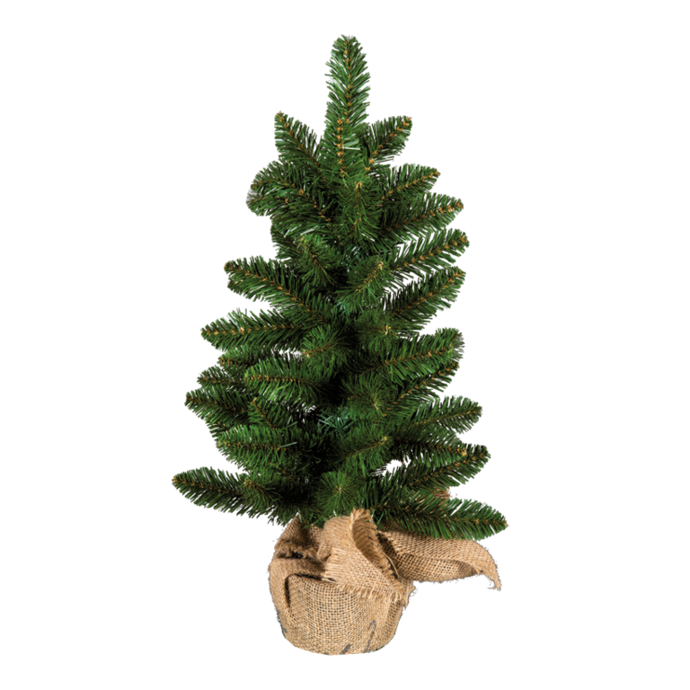 Noble fir,