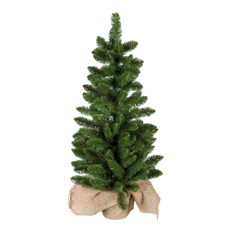 Noble fir,