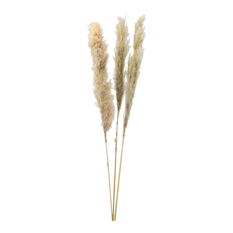 Bunch of pampas grass,