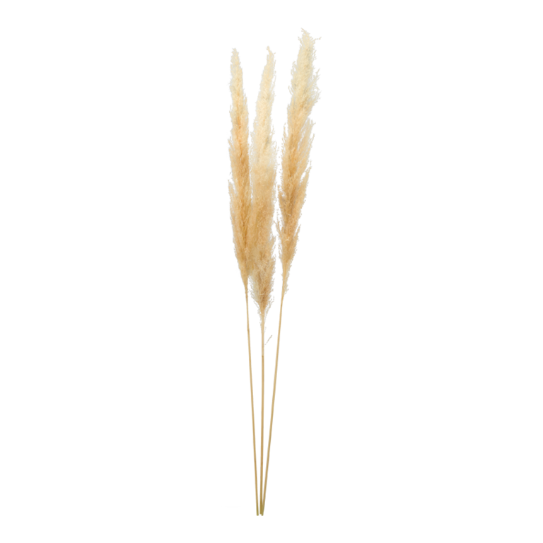 Bunch of pampas grass,