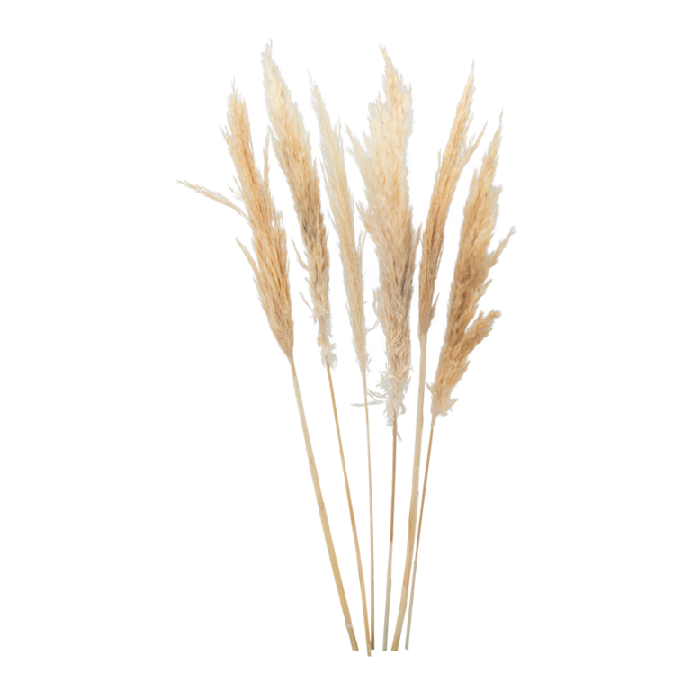 Bunch of pampas grass,