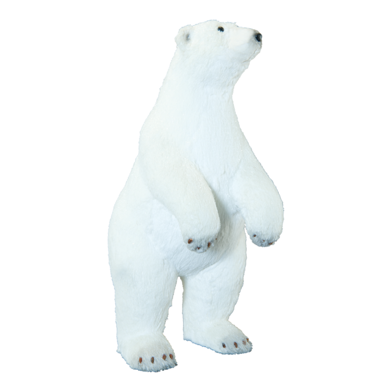 Polar bear,