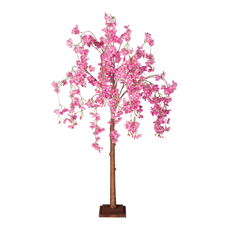 Cherry blossom tree,