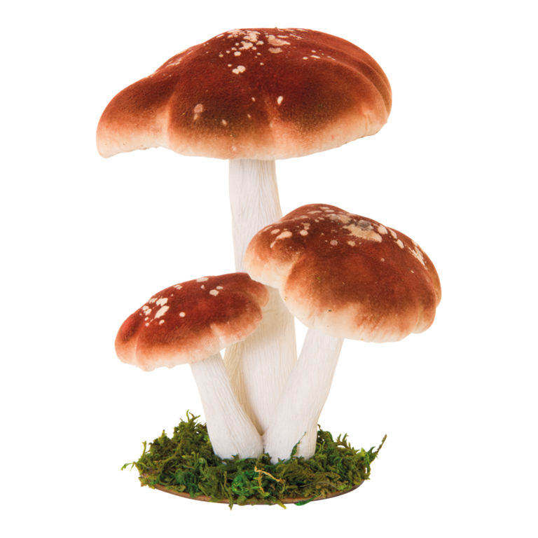 Group of forest mushrooms,