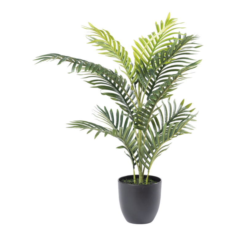 Areca palm,