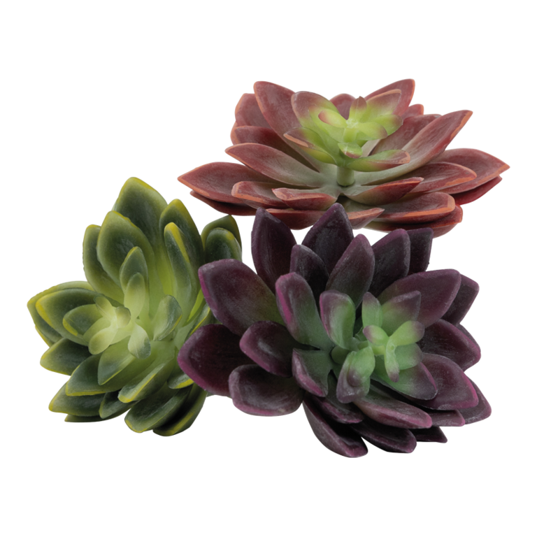 Succulents,