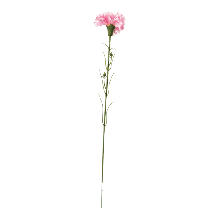 Carnation on stem,