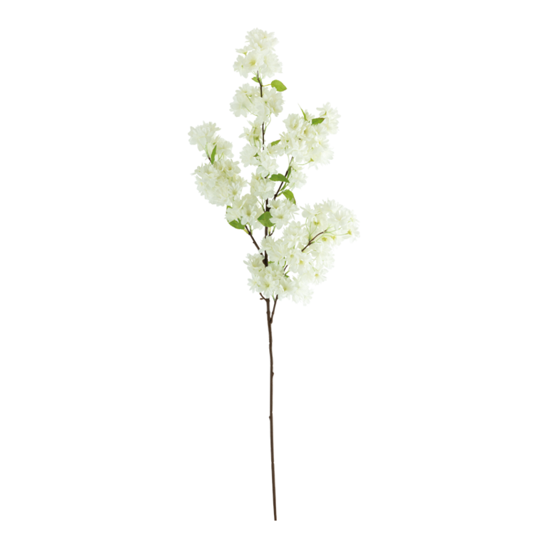 Cherry blossom twig