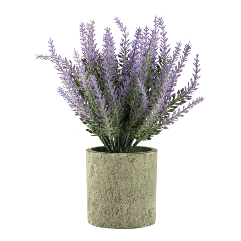 Lavender in pot