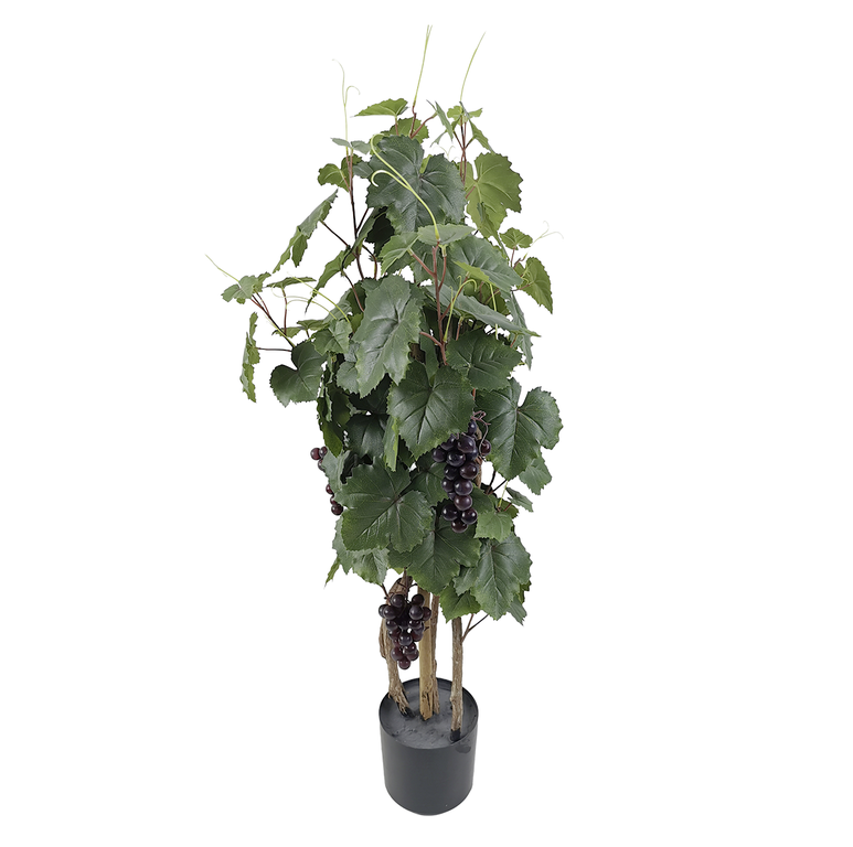 "Grapevine plant in pot with grapes"