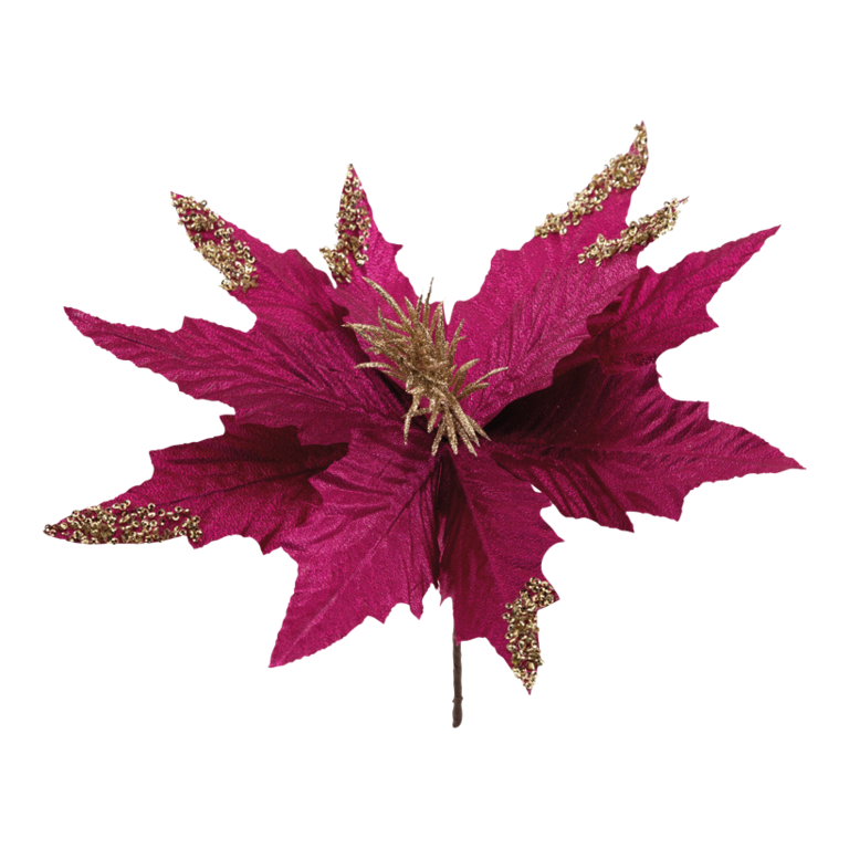 Poinsettia flower head