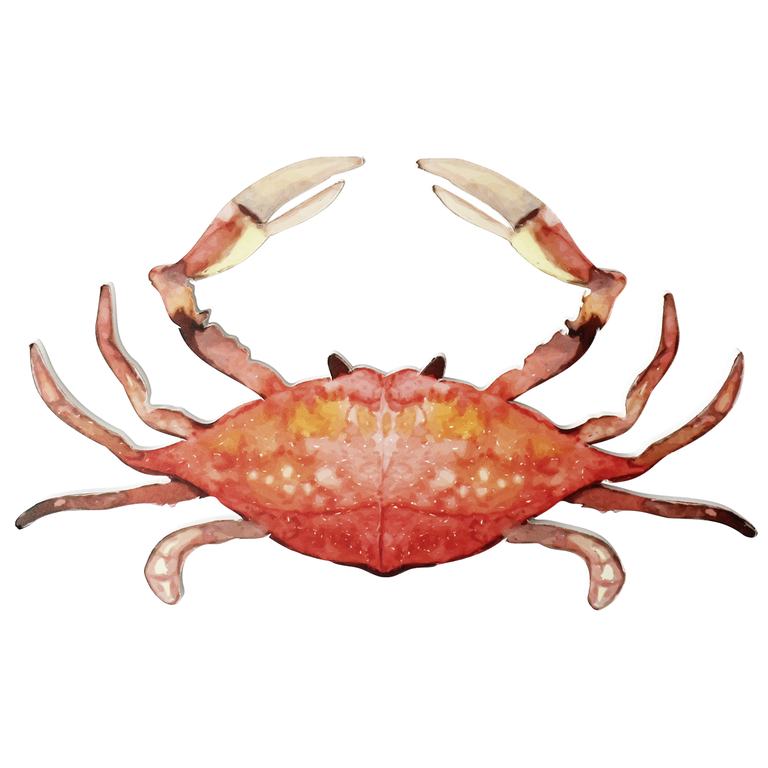 "Crab display in watercolours 33 x 18 cm"