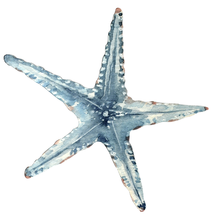 "Starfish display, blue 35 x 33 cm"